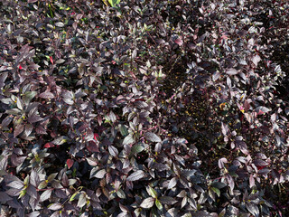 Bloodleaf or Iresine plant in group, dark red colored leaves, view from above