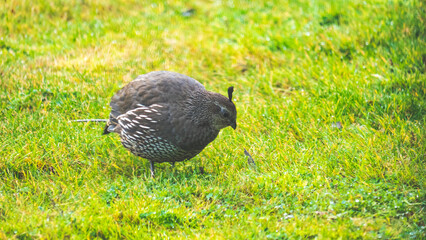 Quail cute little bird fat round green green grass background
