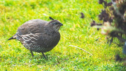 Quail cute little bird fat round green green grass background