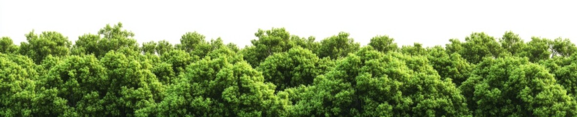 A frontal view of mixed forest trees comprising birch, sycamore platanus, spruce, pine, maple, and others, presented as a premium cutout isolated png on a transparent background with day lighting