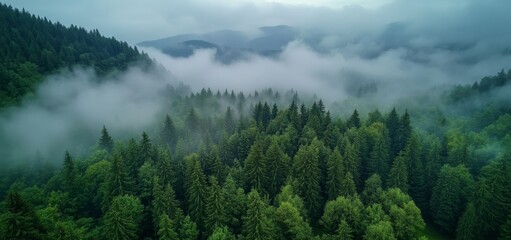 A lush green forest surrounded by a misty sky showcases the tranquility and beauty of nature, creating an ideal setting for nature lovers and environmental themes