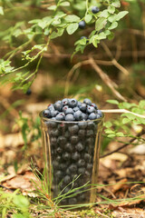 Wild blueberry in glass on green grass in forest with blueberry bush with berry. Picking collecting Blueberries berries harvest close up in nature