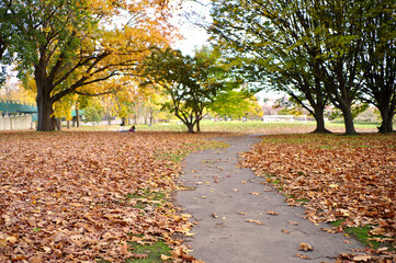 gray path in city park surrounded by fallen autumn leaves and trees with green to yellow leaves
