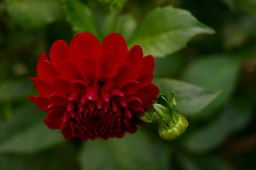 Close up top view of blooming red dahlia flower and its green leaves