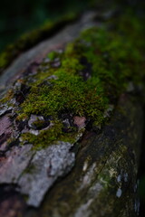 moss on the tree trunk