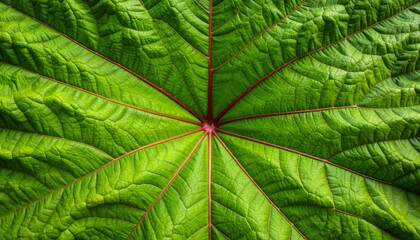 Detailed texture of a deep green, exotic, tropical jungle leaf with prominent dark veins, showcasing natural macro details. Gunnera tinctoria, also known as Giant Rhubarb. High quality. 