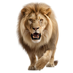 Fototapeta premium Majestic lion in a walking stance, mouth open in a roar