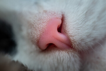 Extreme macro photo of a cat's nose, showing detailed texture, fur and skin with soft focus.