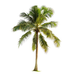 Fototapeta premium Isolated tropical palm tree against a black background. Green leaves radiate from a tall, slender trunk. Gentle lighting highlights the foliage