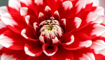 Close-up of a vibrant red and white dahlia flower