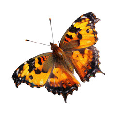 Close-up of a butterfly with vibrant orange and black wings, in flight