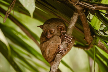 A cute little tarsier animal holding on to a branch outdoor at daytime surrounded by lush greenery...