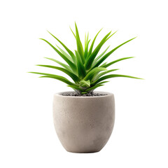 Small, light gray pot holds a vibrant, spiky succulent