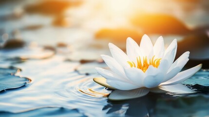 As the sun sets, its golden light dances across the rippling water, where a majestic white lotus flower floats serenely