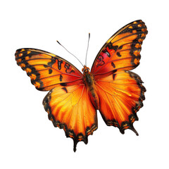 Vibrant orange butterfly, wings outstretched, against a black background.  Detailed wing patterns and intricate veins are visible.  The butterfly is in sharp focus, capturing its delicate beauty