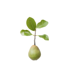 Small green plant with pear-shaped base and 3 leaves