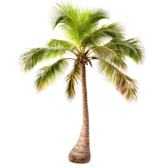 Isolated palm tree with vibrant green fronds.  Strong,  tall trunk.  Tropical flora