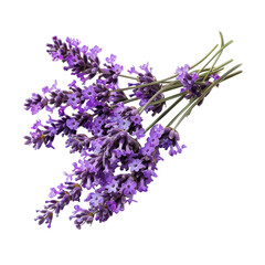 Close-up of a bunch of vibrant purple lavender blossoms.  Stems and leaves are visible.  Dark background
