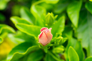 ピンク色のハイビスカスの蕾（ボケ味・産毛クローズアップ）｜Pink Hibiscus Bud with Fine Hairs in Soft Focus