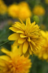 yellow flower in the garden