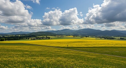 Fototapeta premium a field of yellow flowers