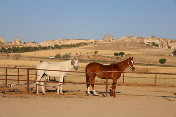 Horses sandy corral. horses of cappadocia 