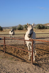 Horses sandy corral. horses of cappadocia 