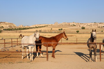 Horses sandy corral. horses of cappadocia 