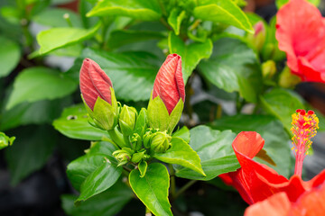 赤いハイビスカスの蕾（ダークレッド・シックな色合い）｜Dark Red Hibiscus Bud in Quiet Mood