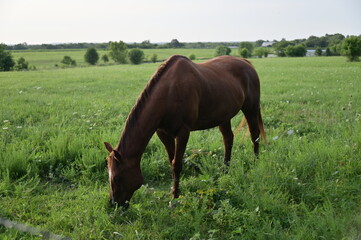 Obraz premium Brown Horse