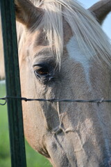 White Horse by a Barbed Wire Fence