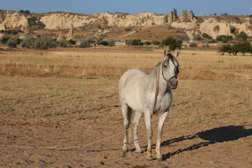Horses dry landscape. Horses sandy corral. horses of cappadocia 