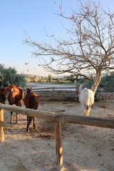 Horses dry landscape. Horses sandy corral. horses of cappadocia 