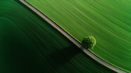 Aerial view of lush green agricultural fields separated by a narrow dirt road with a solitary tree casting a shadow on the vibrant landscape