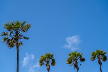Palm trees in the blue sky