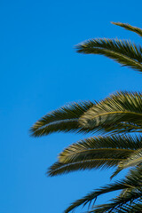 Palm tree leaves in the blue sky