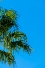 Palm tree leaves in the blue sky