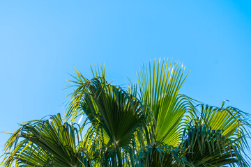 Palm tree leaves in the blue sky