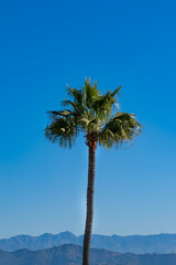 Palm tree in a blue sky