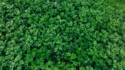 Tomato crops in flowering in the garden