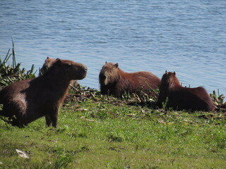 A capivara e o rio.