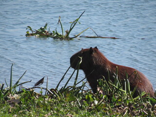 A capivara e o rio.