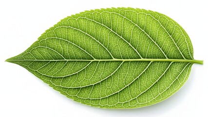 Closeup Of Vibrant Green Leaf Showing Detailed Veins Texture On White Background For Botanical And Nature Study

