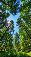 Lush forest canopy, sunlight