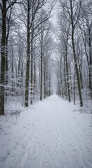 Snowy forest path (1)