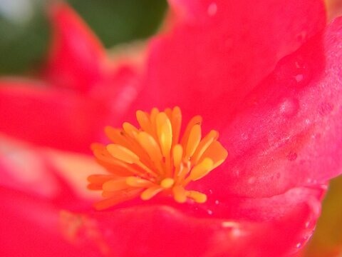 close up of pink red green rose flower petal in garden among leaves - Powered by Adobe