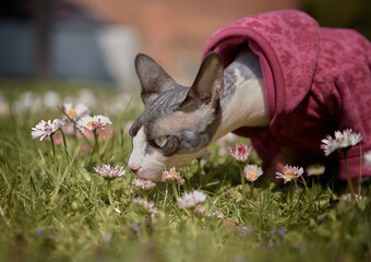 Curious Sphynx Cat Sniffing Flowers