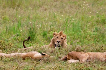 Lions in the Ngorongoro crater