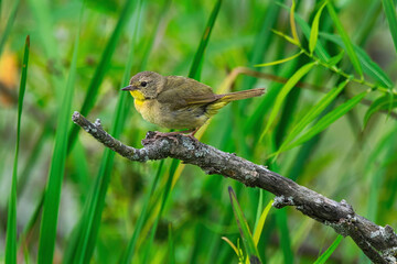 Common Yellow Throat.