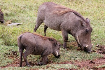 Warthog mother and child in the Ngorongoro crater
